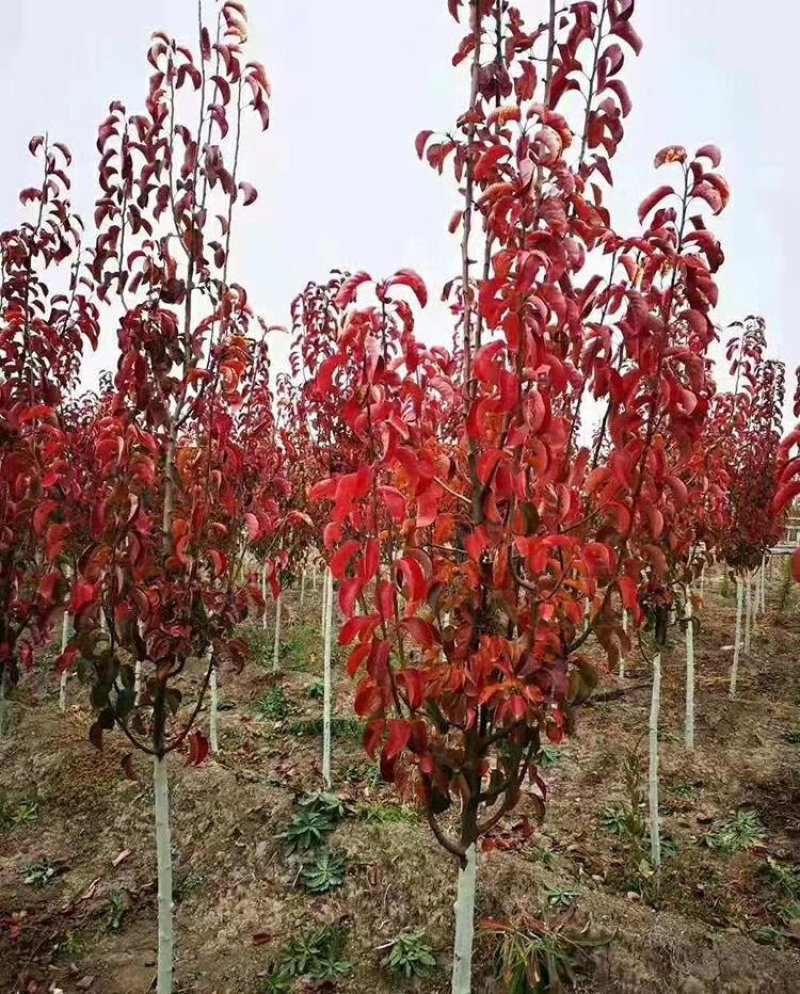 风景树，彩叶豆梨