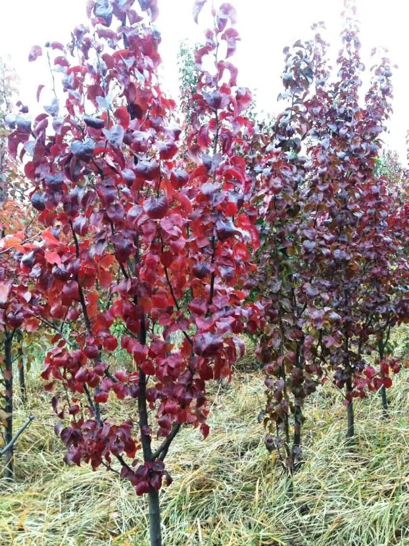 风景树，彩叶豆梨