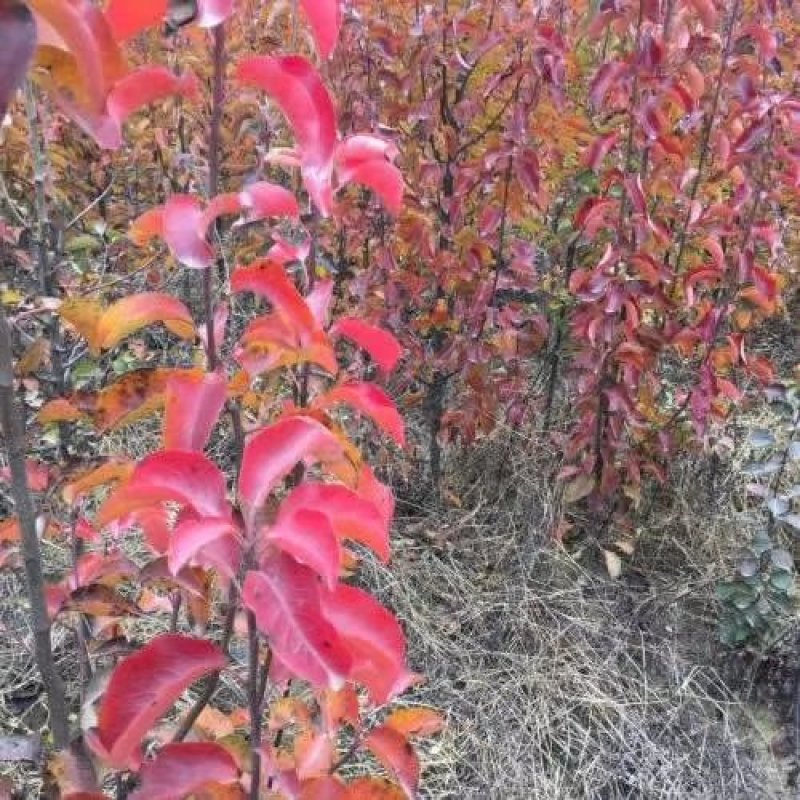 风景树，彩叶豆梨