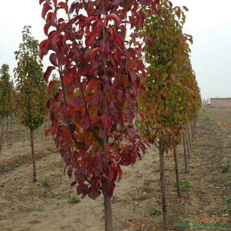 风景树，彩叶豆梨