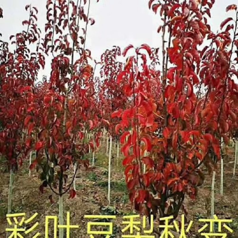 风景树，彩叶豆梨