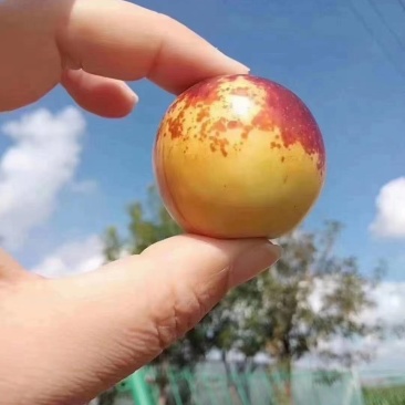 沾化冬枣自家种植，现摘先发