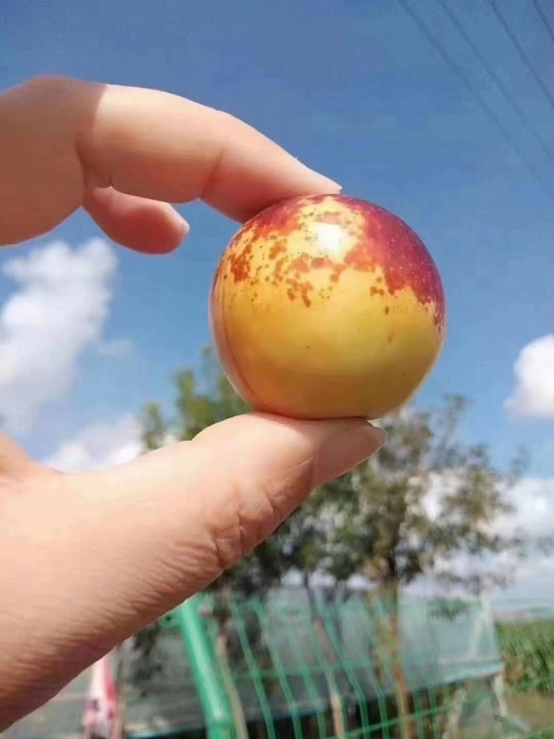 沾化冬枣自家种植，现摘先发