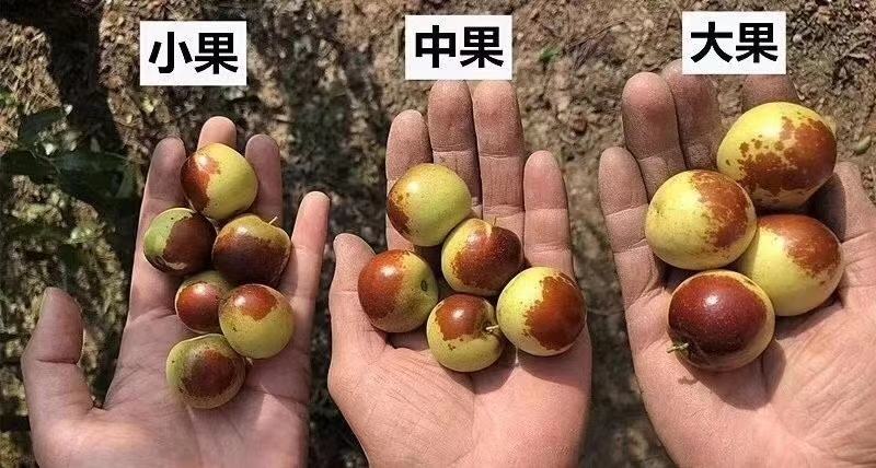 沾化冬枣自家种植，现摘先发