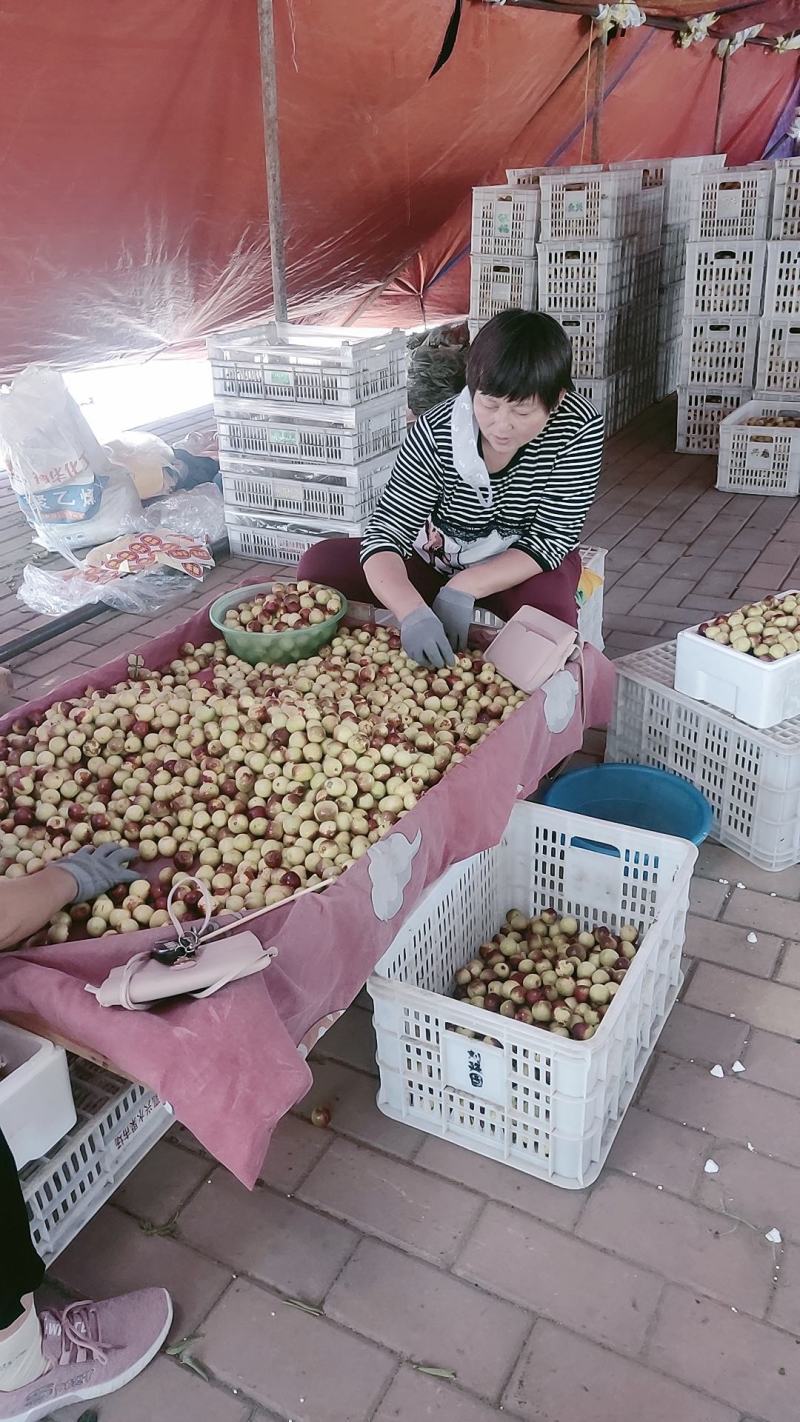 沾化冬枣自家种植，现摘先发