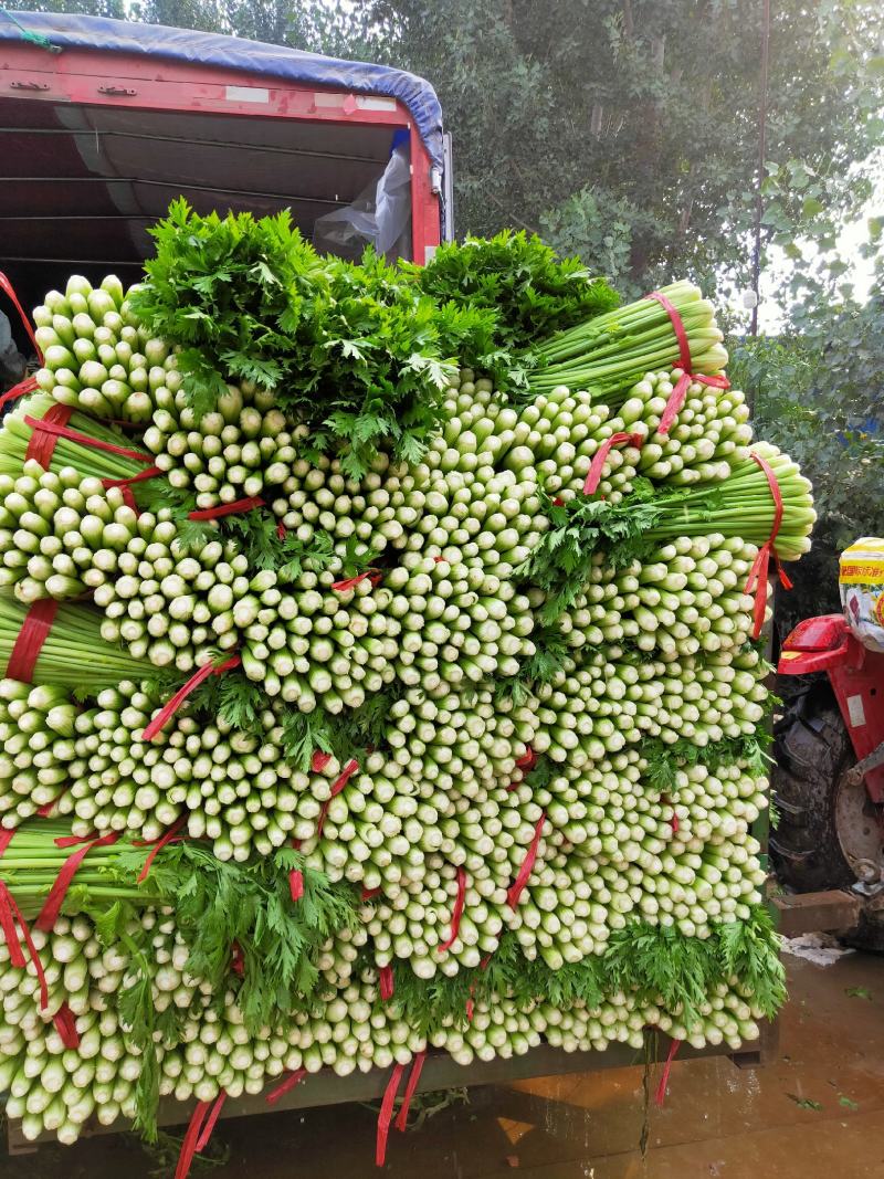 禹城芹菜玻璃脆芹菜西芹量大基地现货物美价廉