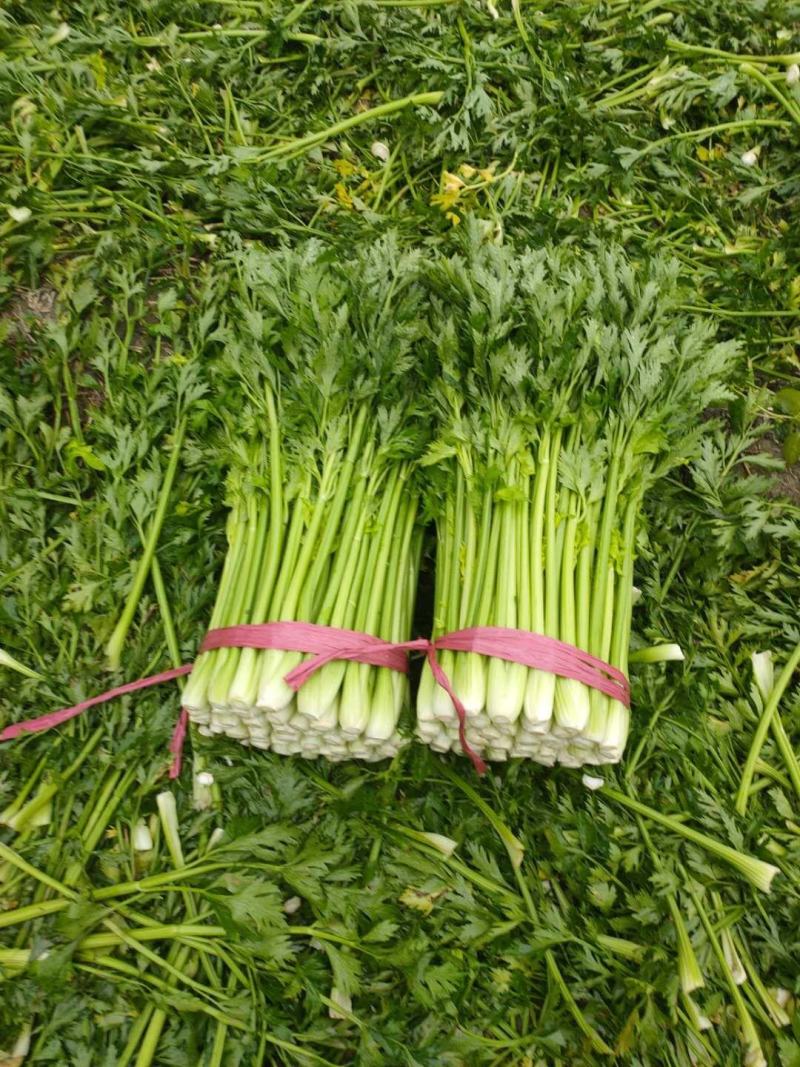 禹城芹菜玻璃脆芹菜西芹量大基地现货物美价廉