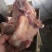 内蒙古锡林郭勒草地黄牛肉棒骨，牛肉棒骨头，肉大筋少。好吃