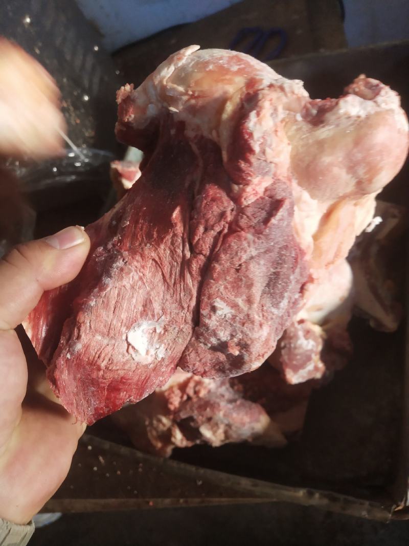 内蒙古锡林郭勒草地黄牛肉棒骨，牛肉棒骨头，肉大筋少。好吃