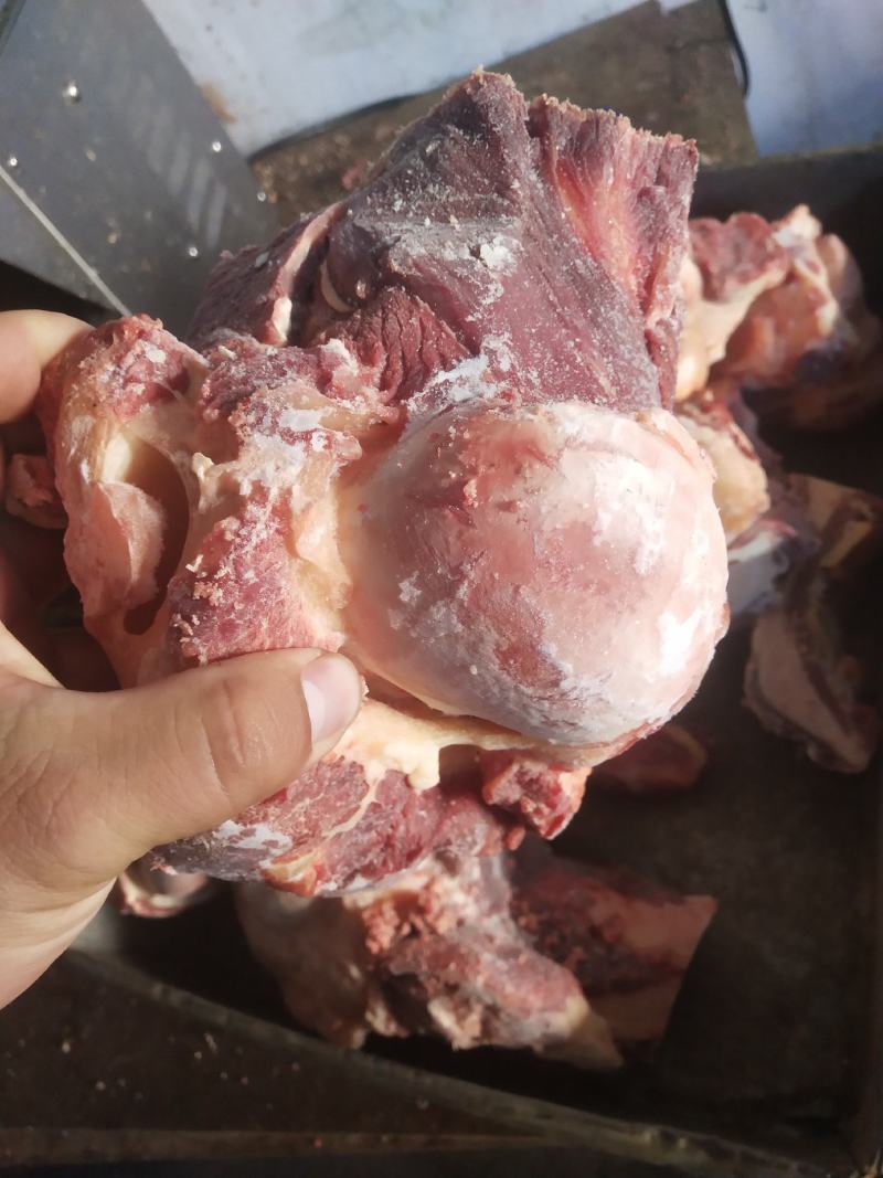 内蒙古锡林郭勒草地黄牛肉棒骨，牛肉棒骨头，肉大筋少。好吃