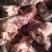 内蒙古锡林郭勒草地黄牛肉棒骨，牛肉棒骨头，肉大筋少。好吃
