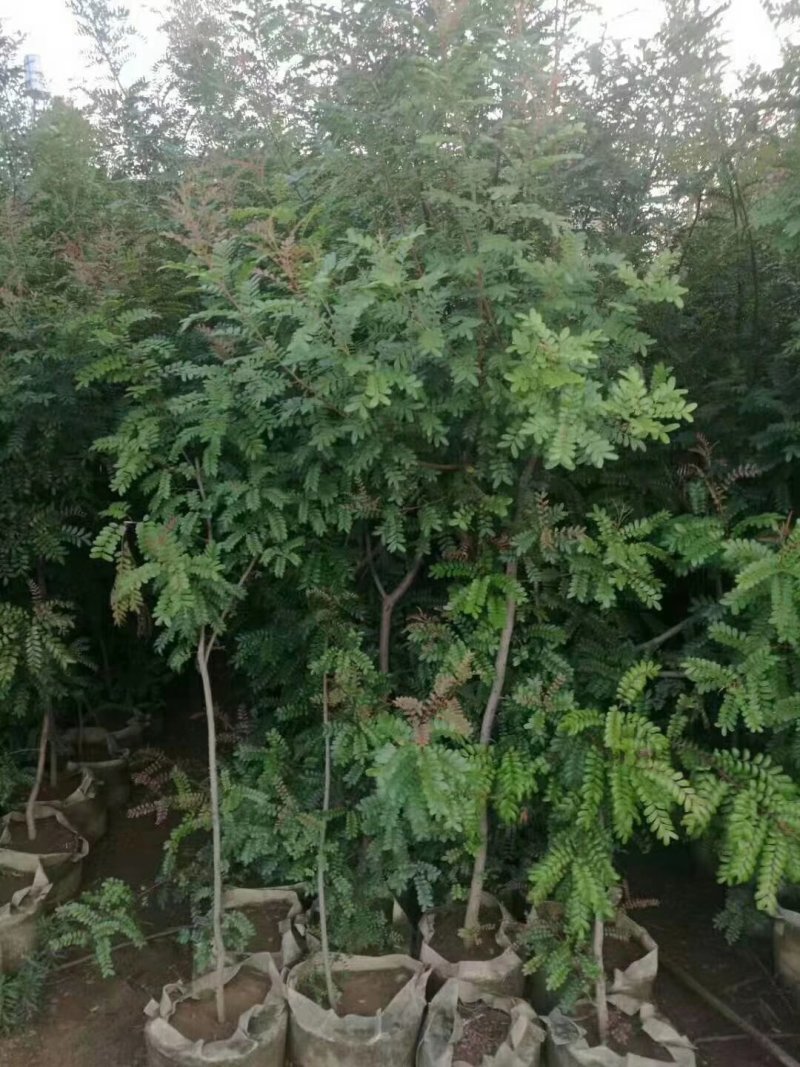 清香木