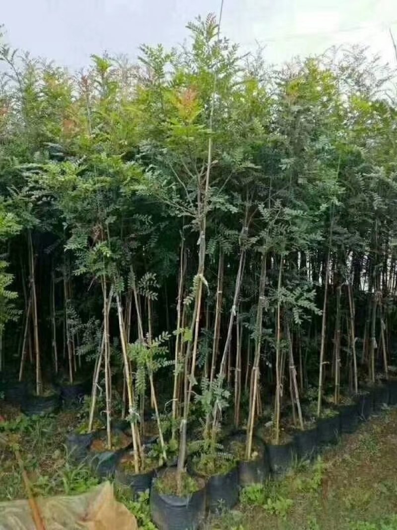 清香木
