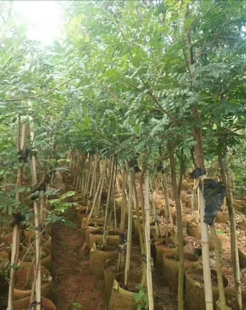 清香木