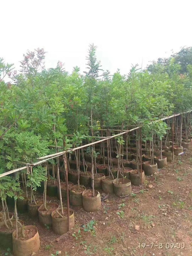 清香木
