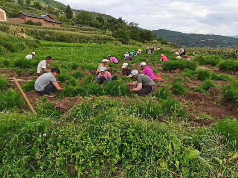 天冬苗根系发达薯苗多，基地一手货源欢迎订购