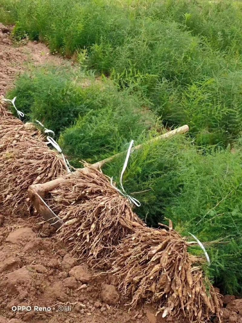 天冬苗根系发达薯苗多，基地一手货源欢迎订购