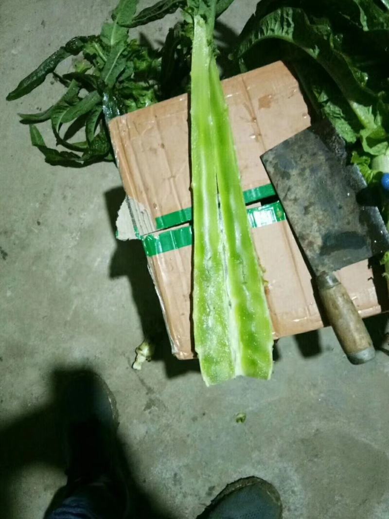 《红尖叶》莴苣质量保证货源充足！！
