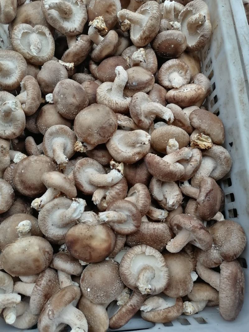 鲜香菇大量上市各种品质