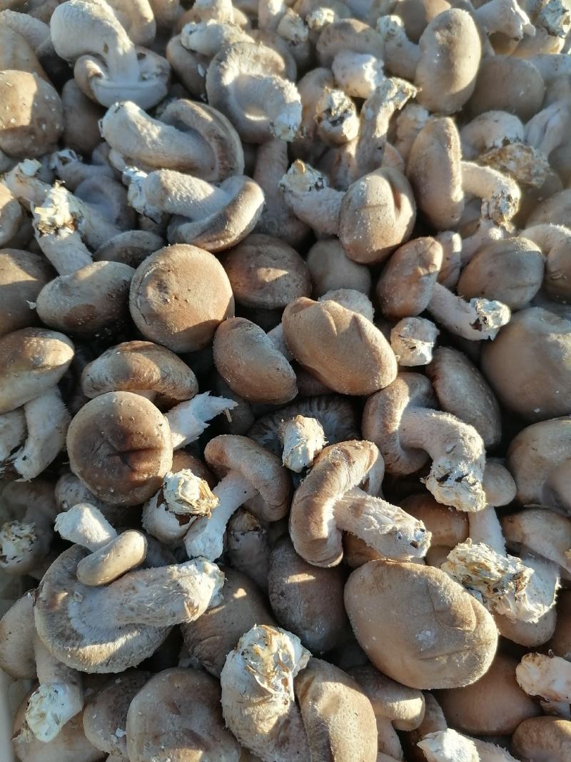 鲜香菇大量上市各种品质