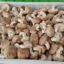 鲜香菇大量上市各种品质