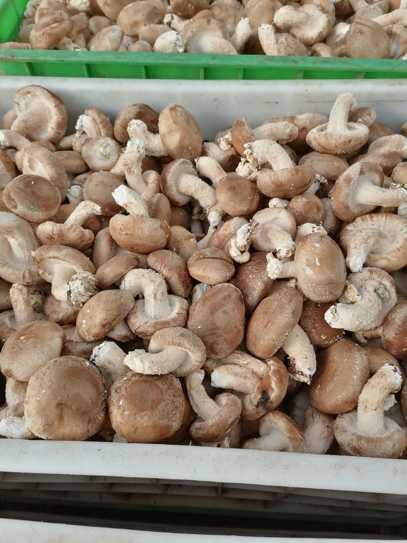 鲜香菇大量上市各种品质