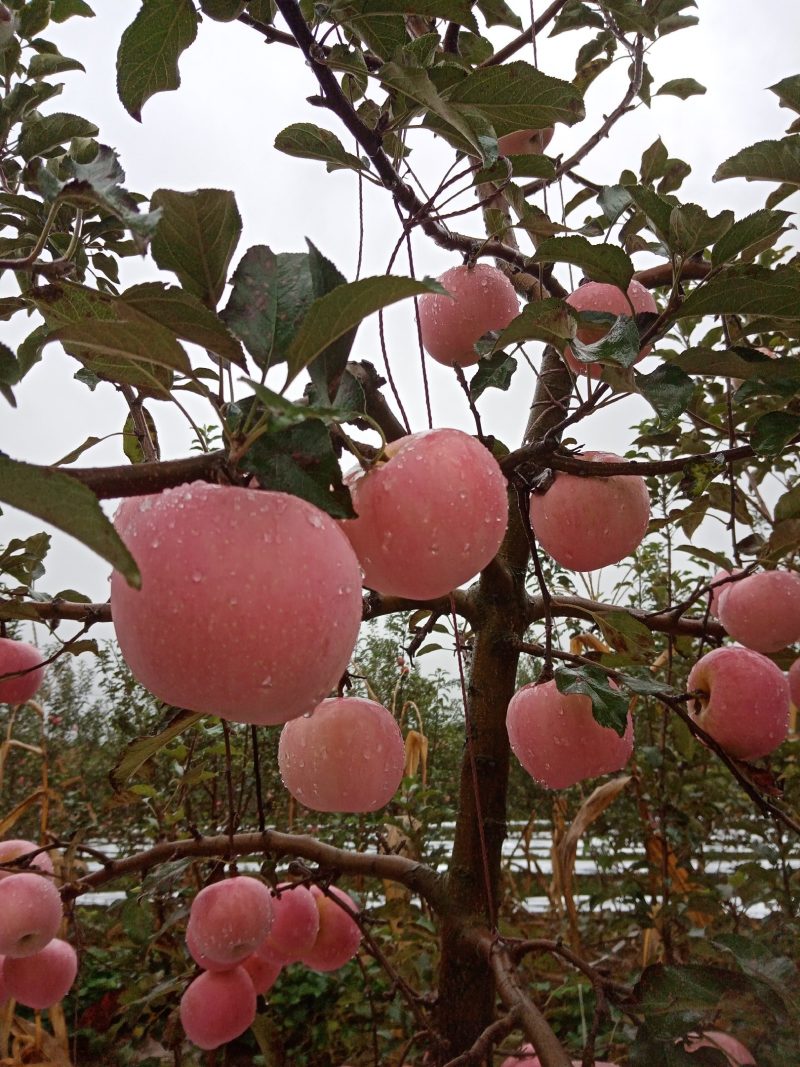 红富士苹果（产地：陕西）