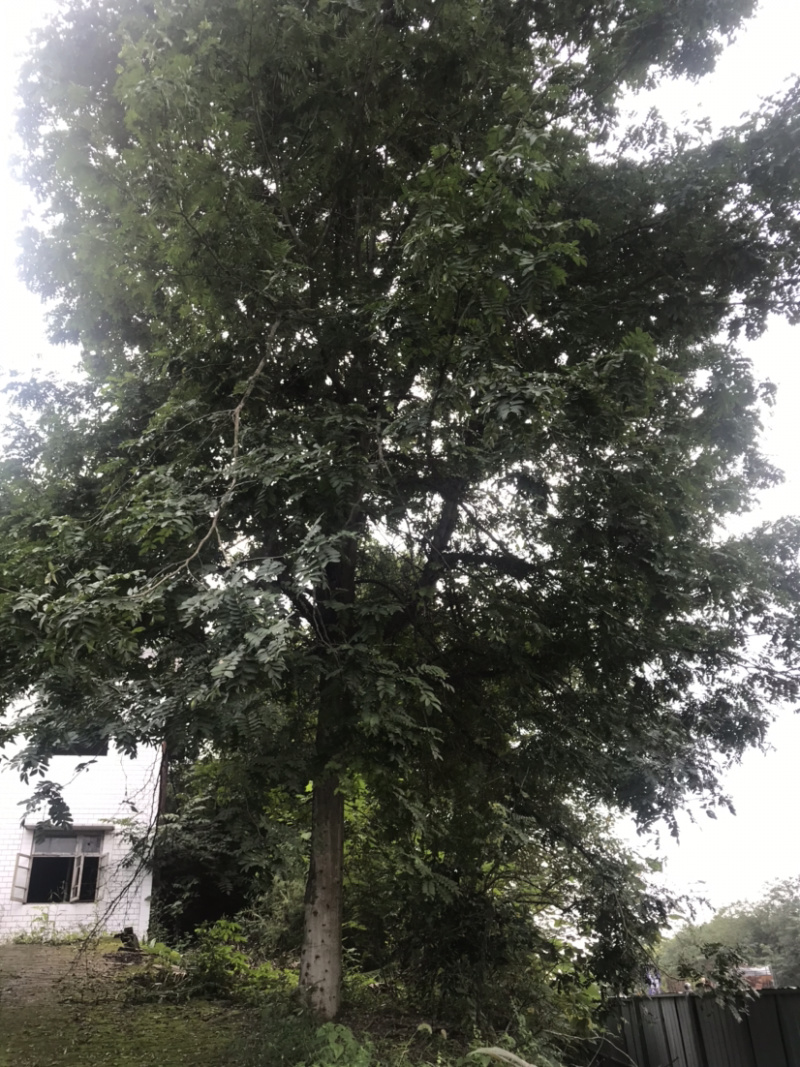 3公分-10公分皂角树，苗圃货