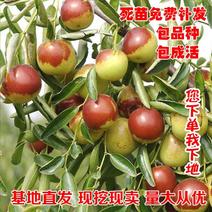 嫁接枣树苗龙须枣沾化枣冬枣青枣当年种植当年结果占地枣树苗