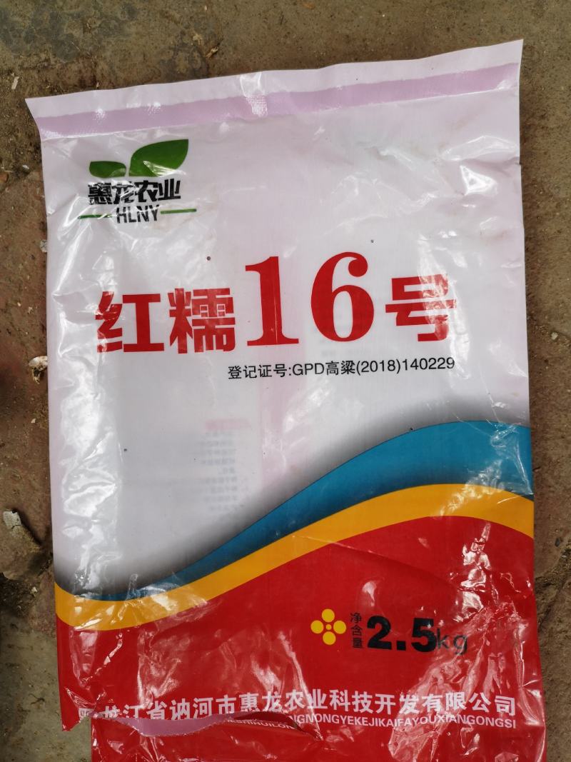 红糯16高粱烘干酿酒用