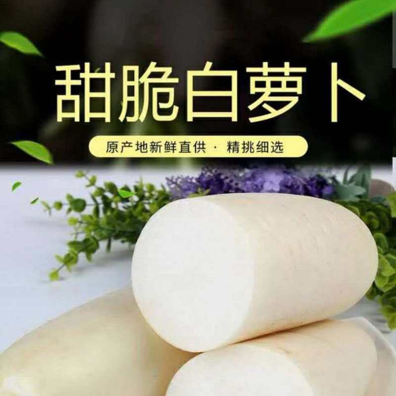 白萝卜产地直销看货装货保质保量诚信代办多年