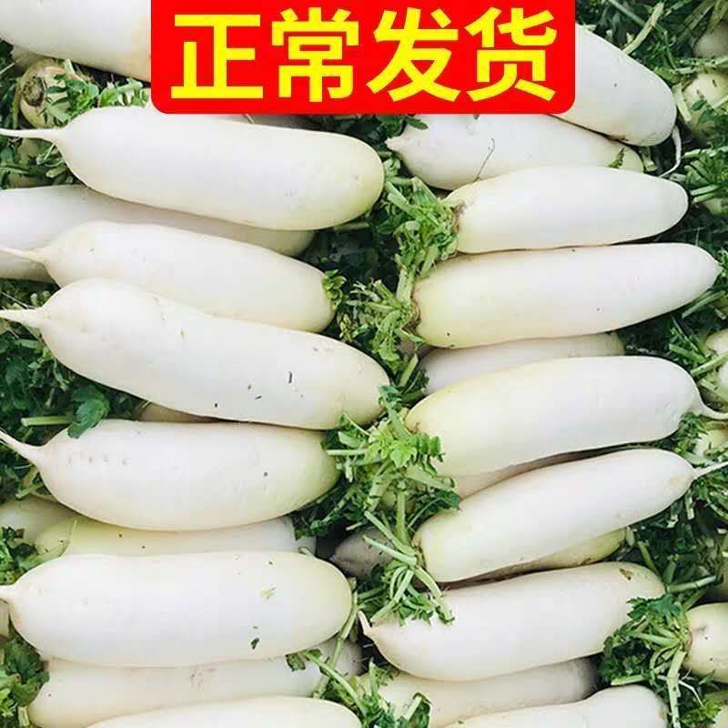 白萝卜产地直销看货装货保质保量诚信代办多年