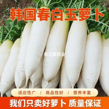 白萝卜产地直销看货装货保质保量诚信代办多年