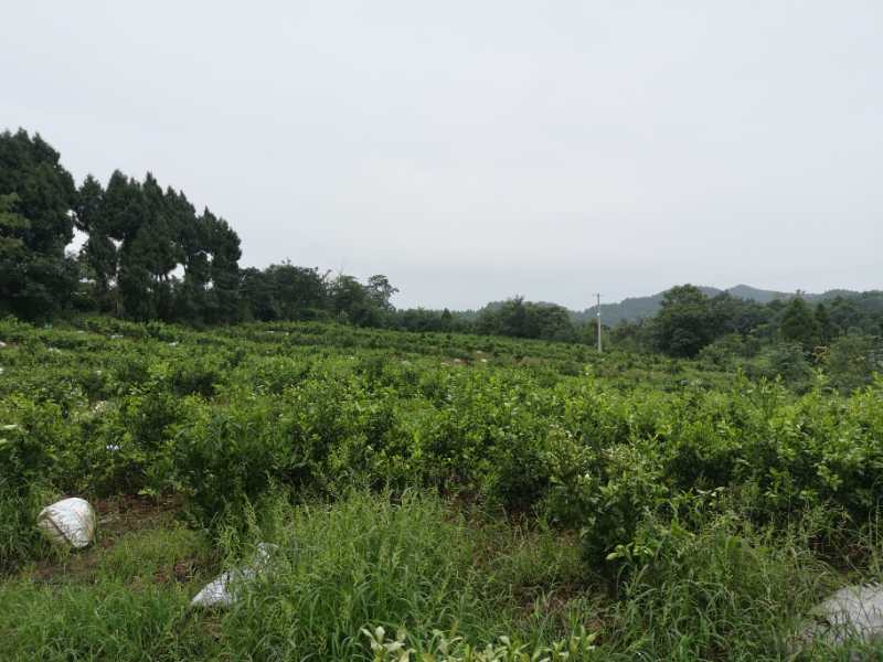 一片生长在高山针叶林下腐殖土中的野生高山越橘群落,植株低矮贴地,叶片椭圆形深绿色,枝头挂满成串的深蓝色浆果,果实表面覆盖一层细微白霜,背景为苔藓覆盖的原始森林地面和远处雾气缭绕的山林 高山越橘野生群落全景