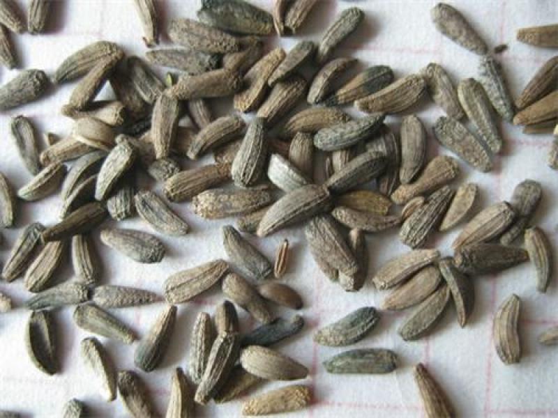 牛蒡子干货中药材用量大从优常年经营各种中药材