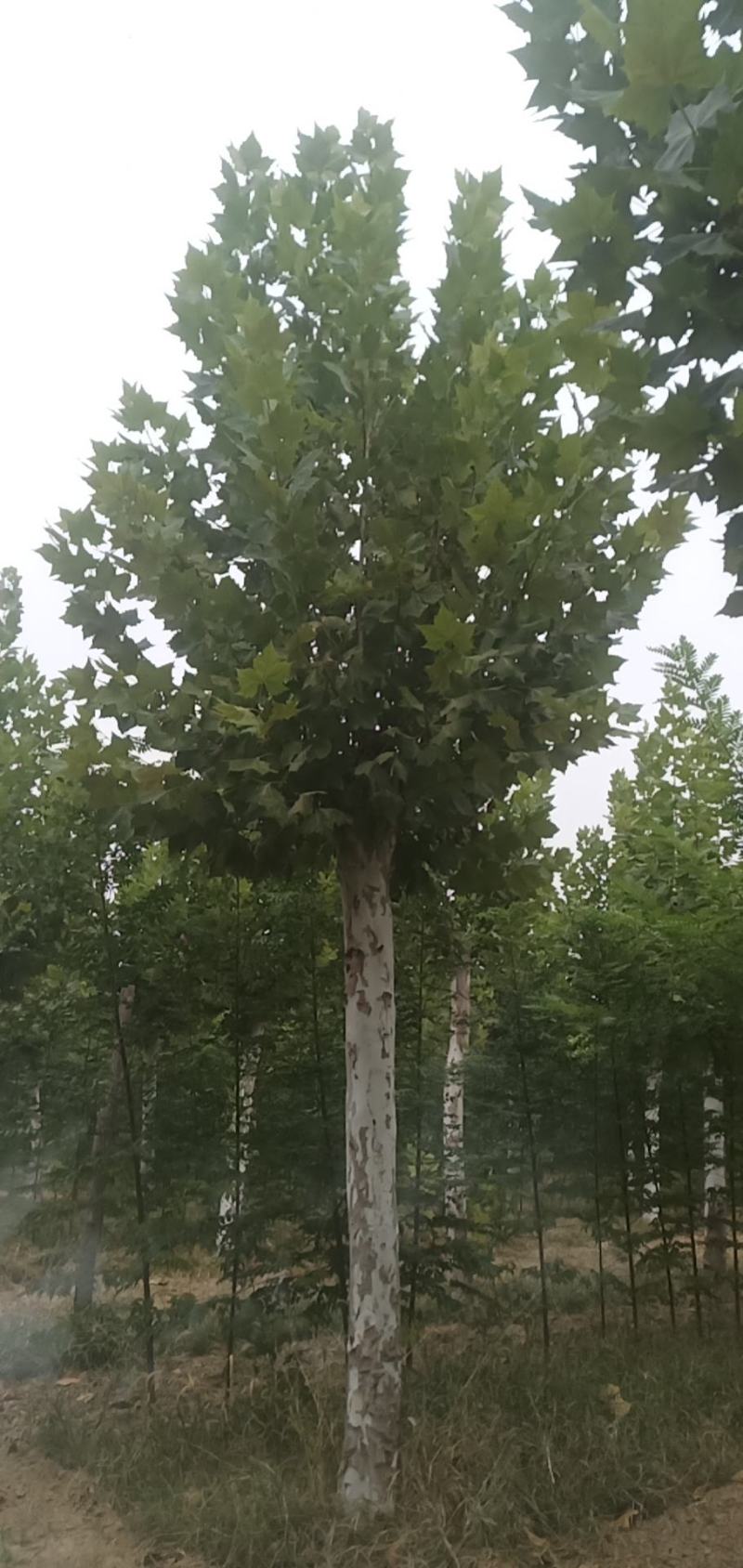 供应自家苗圃25～30公分法桐照片质量，山东菏泽货源