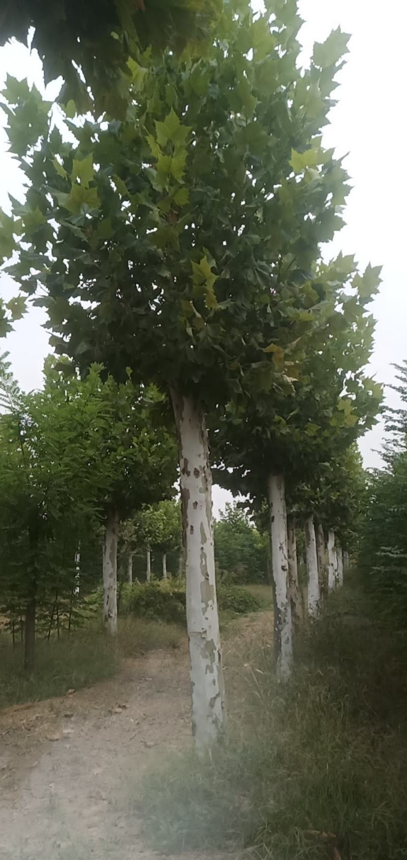 供应自家苗圃25～30公分法桐照片质量，山东菏泽货源