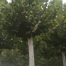 供应自家苗圃25～30公分法桐照片质量，山东菏泽货源