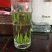 2021明前松针绿茶新茶包邮