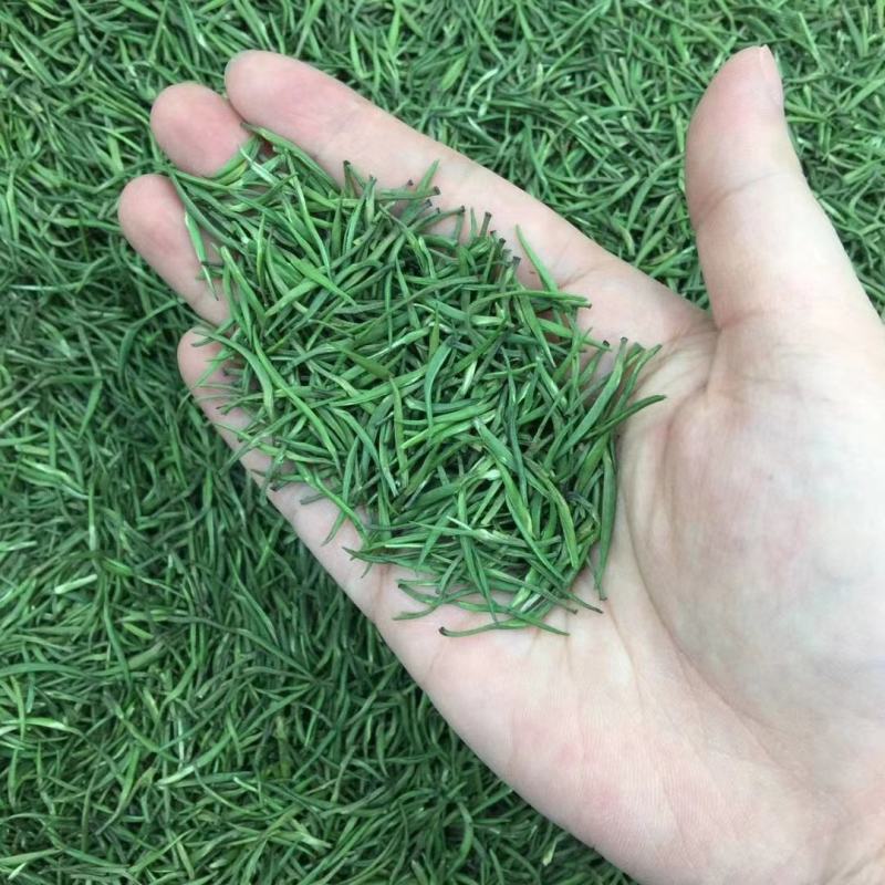 2021明前松针绿茶新茶包邮