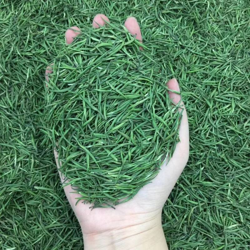 2021明前松针绿茶新茶包邮