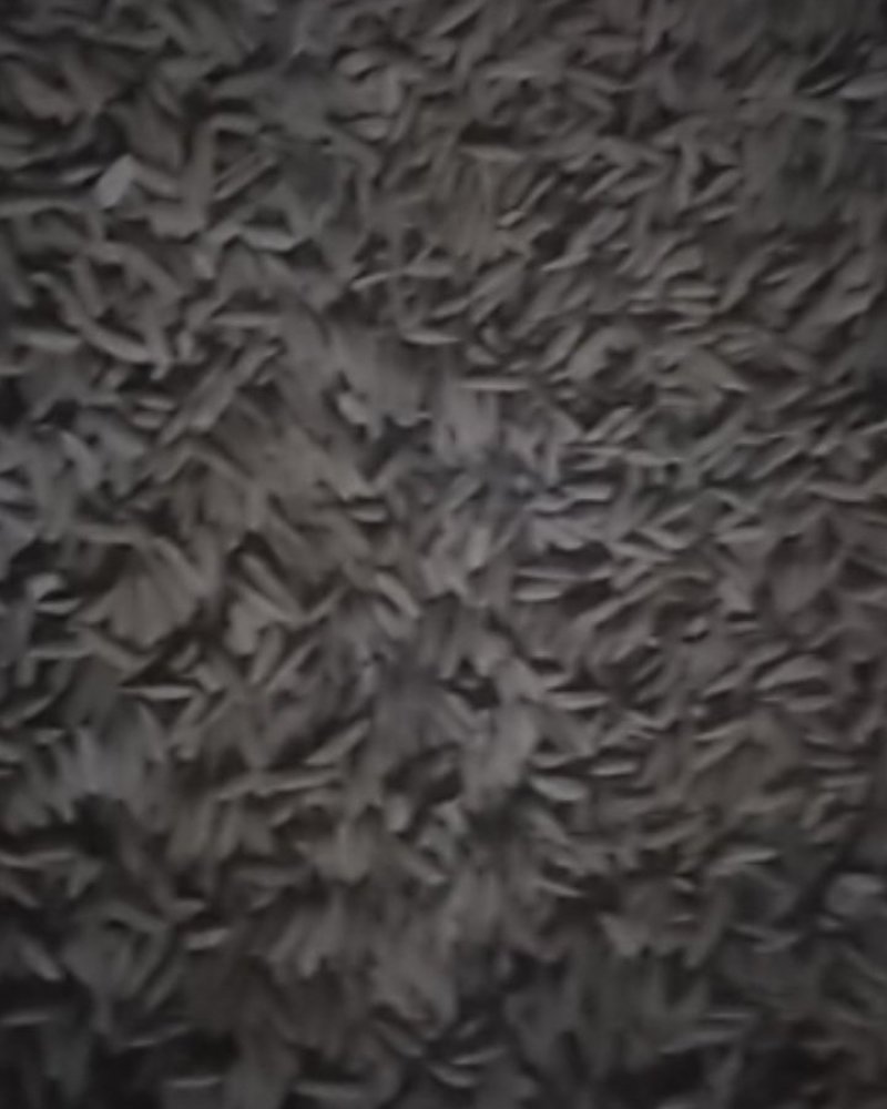 出售大量香谷，1.3