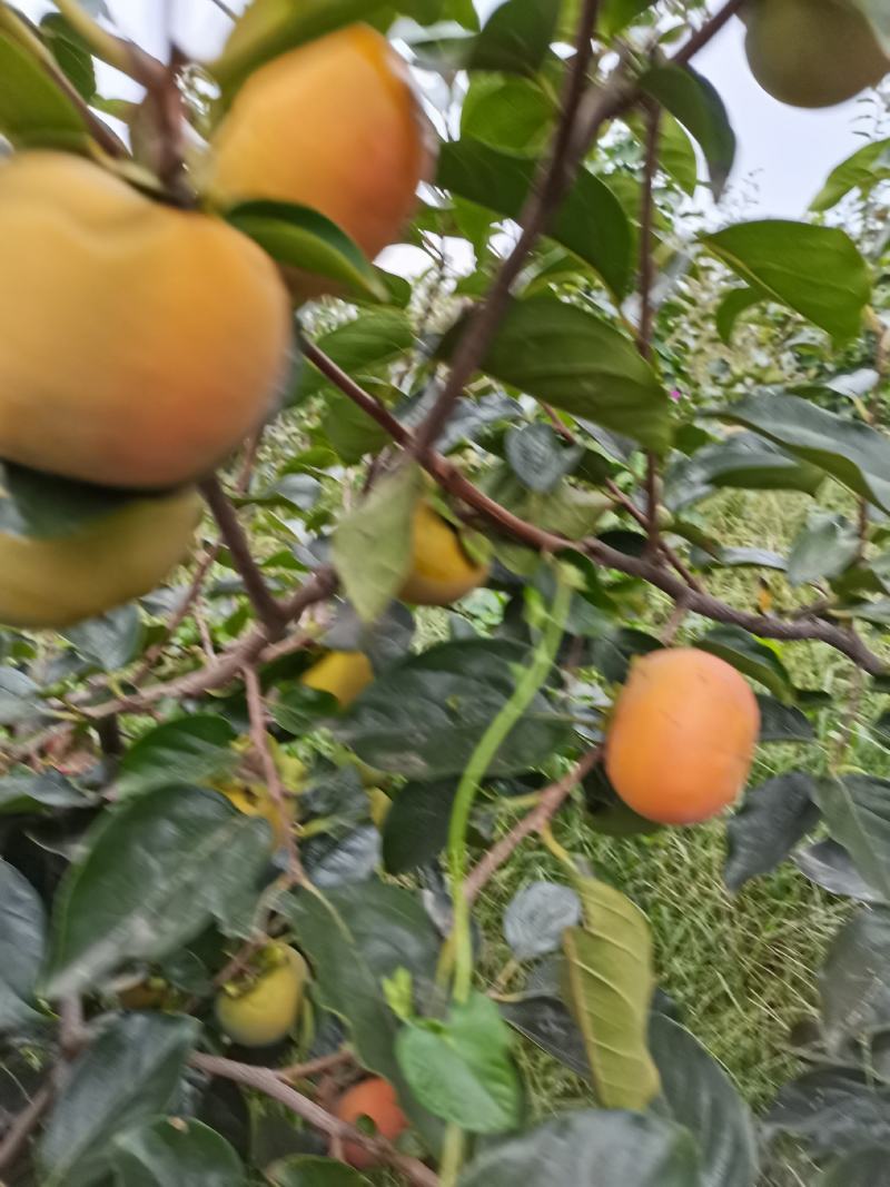 甜柿子苗！火葫芦苗！、