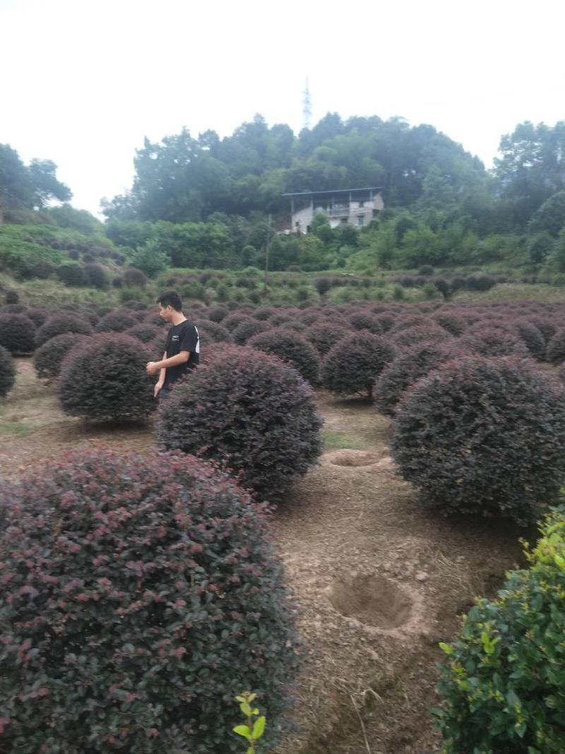 重庆精品红继木球基地海量货源.规格齐全.价格美丽