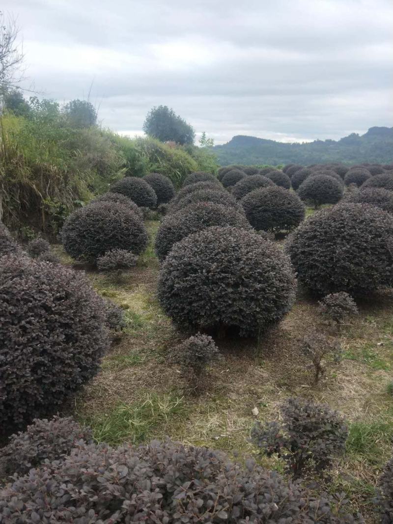 重庆精品红继木球基地海量货源.规格齐全.价格美丽
