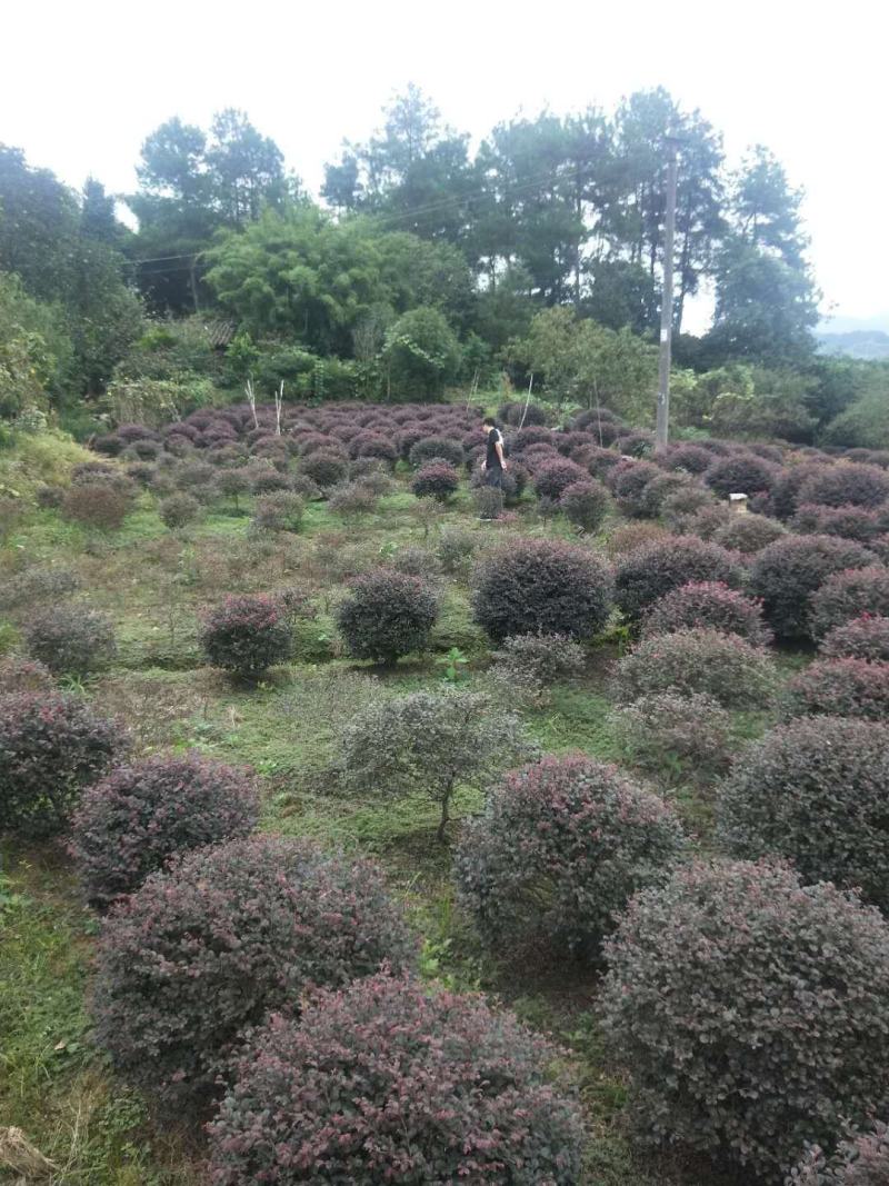重庆精品红继木球基地海量货源.规格齐全.价格美丽