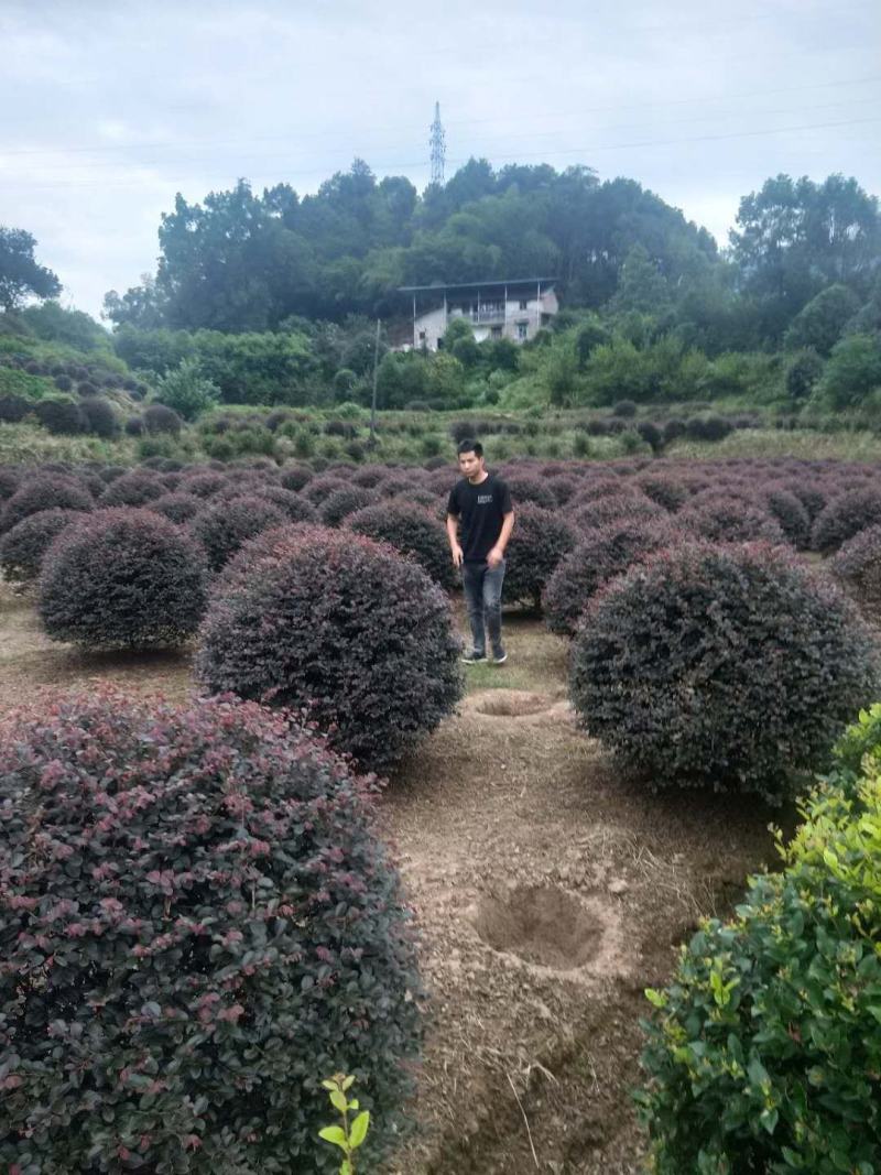 重庆精品红继木球基地海量货源.规格齐全.价格美丽