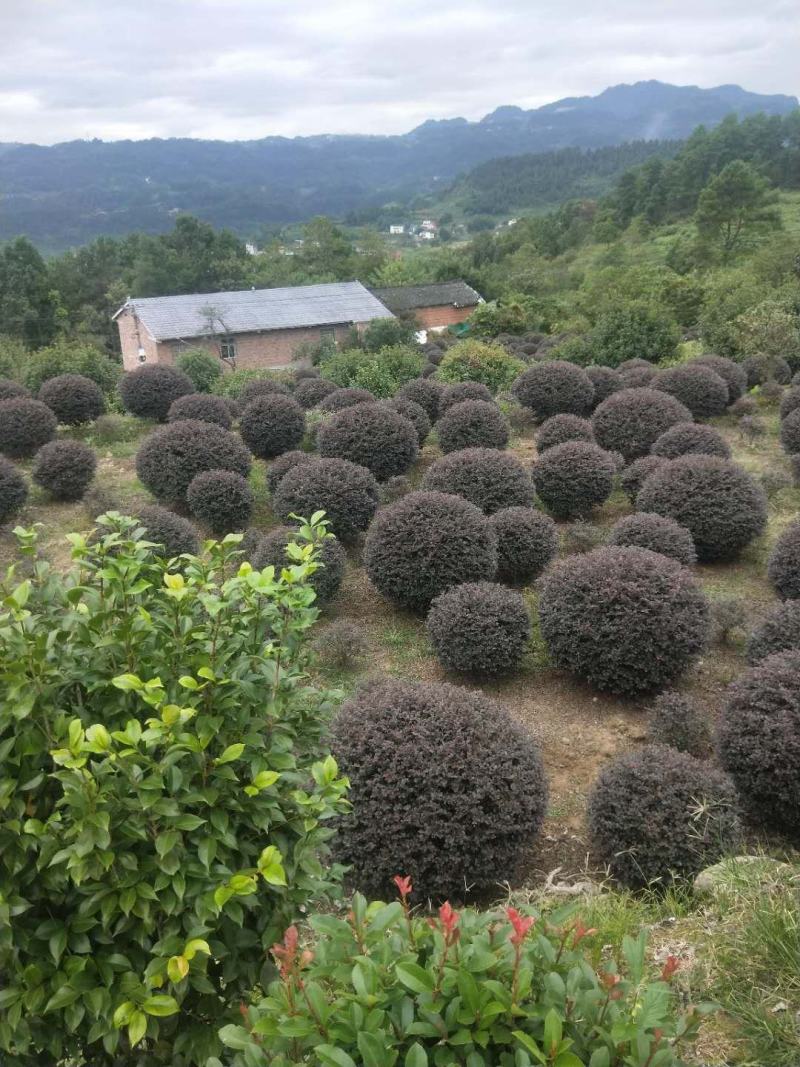 重庆精品红继木球基地海量货源.规格齐全.价格美丽