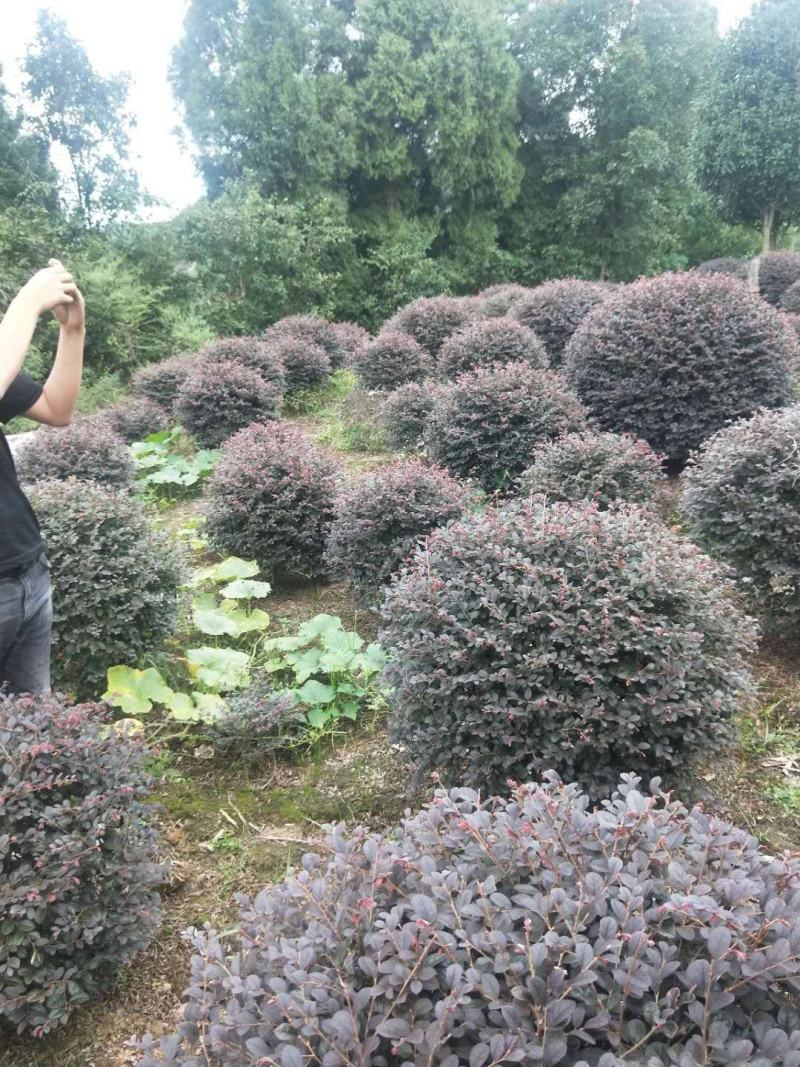 重庆精品红继木球基地海量货源.规格齐全.价格美丽