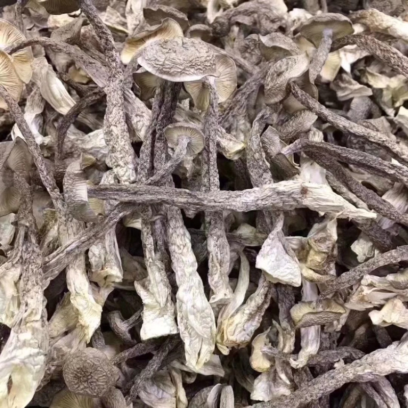 鹿茸菇产地直销不含硫品质保证可视频看货
